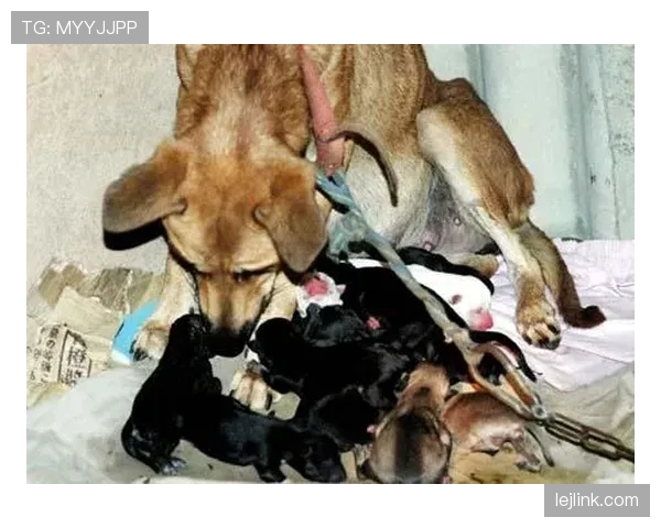 孙悦家的狗都比我去过的地方多